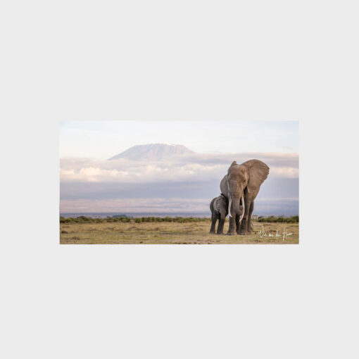 Soul of the Elephant - Wim van den Heever Print - Image 2