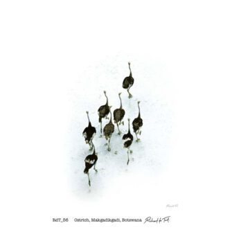 Richard du Toit - Strauß, Makgadikgadi, Botswana - Leinwand Groß