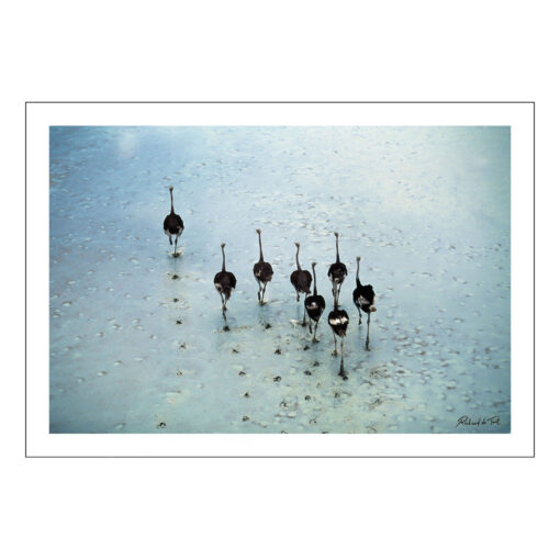 Richard du Toit - Ostrich, Makgadikgadi, Botswana - Large Canvas