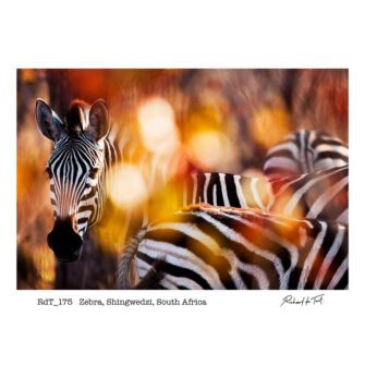 Richard du Toit - Zebra, Kruger Park, Südafrika - Leinwand Groß