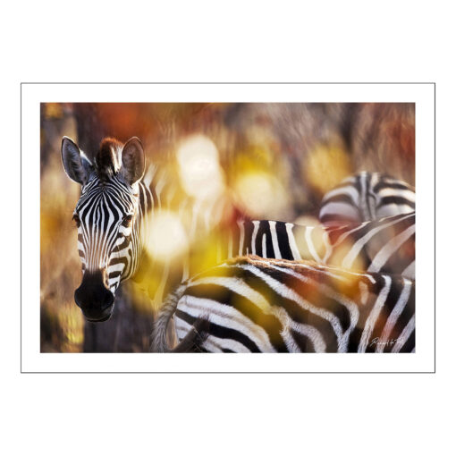 Richard du Toit - Zebra, Kruger Park, Südafrika - Leinwand Groß