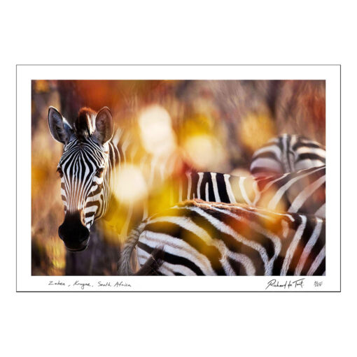 Richard du Toit - Zebra, Kruger Park, Südafrika - Papierdruck