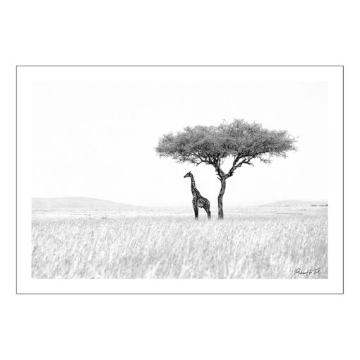 Richard du Toit - Giraffe, Masai Mara, Kenia - Leinwand Medium