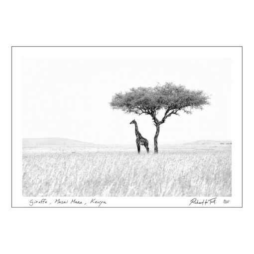 Richard du Toit - Giraffe, Masai Mara, Kenia - Papierdruck