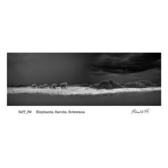 Richard du Toit - Elefanten, Savute, Botswana - Leinwand Groß