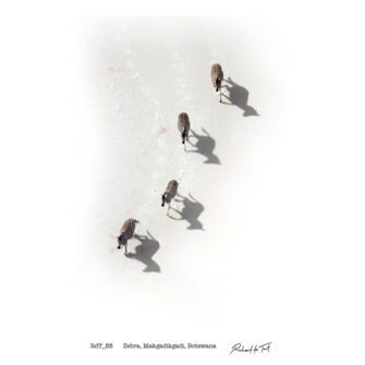 Richard du Toit - Zebra, Makgadikgadi, Botswana - Leinwand Medium
