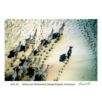 Richard du Toit - Zebra und Gnu, Makgaikgadi, Botswana - Leinwand Groß