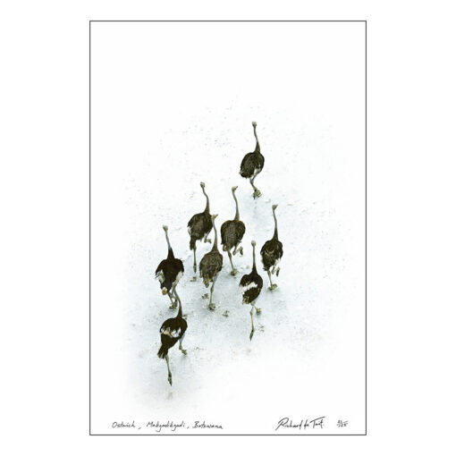 Richard du Toit – Strauß, Makgadikgadi, Botswana – Papierdruck