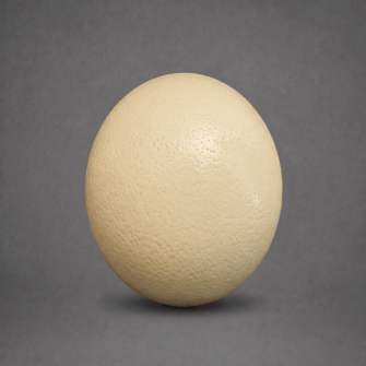 Schlichtes cremefarbenes Straußenei