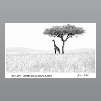 Richard du Toit – Giraffe, Masai Mara, Kenia – Leinwand Groß