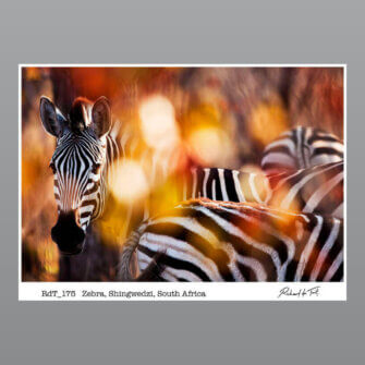 Richard du Toit – Zebra, Kruger Park, Südafrika – Leinwand Groß
