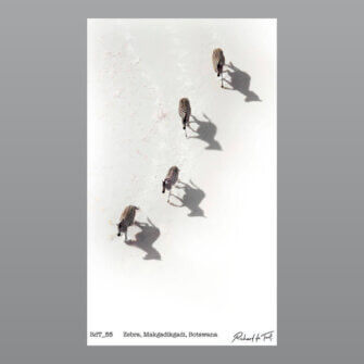 Richard du Toit – Zebra, Makgadikgadi, Botswana – Leinwand Medium