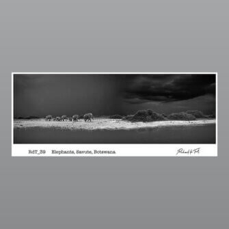 Richard du Toit – Elefanten, Savute, Botswana – Leinwand Groß