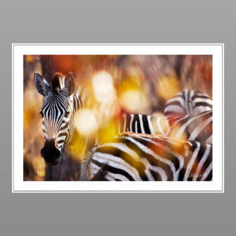 Richard du Toit – Zebra, Kruger Park, Südafrika – Papierdruck