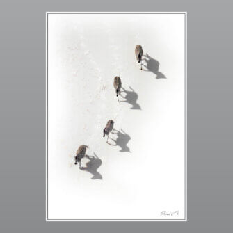 Richard du Toit – Zebras im Makgadikgadi, Botswana – Papierdruck