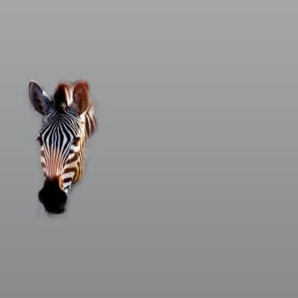 Richard du Toit – Zebra, Kruger Park, Südafrika – Leinwand Groß