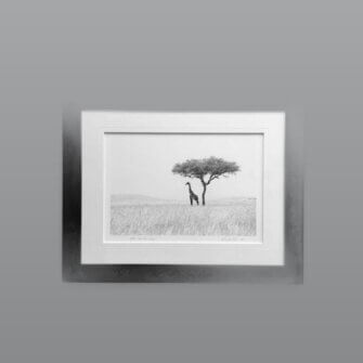 Alternative view of Richard du Toit – Giraffe, Masai Mara, Kenia – Leinwand Groß