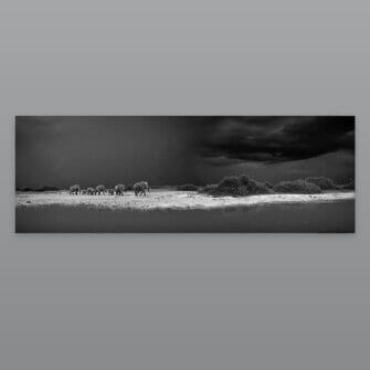 Richard du Toit – Elefanten, Savute, Botswana – Leinwand Groß