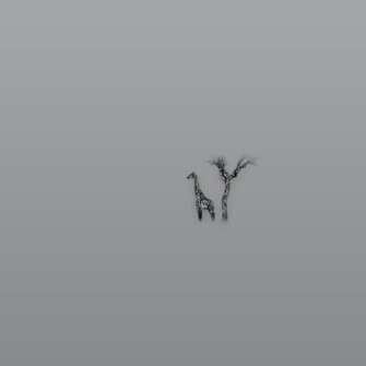 Richard du Toit – Giraffe, Masai Mara, Kenia – Papierdruck