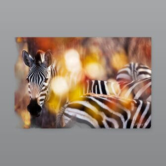 Richard du Toit – Zebra, Kruger Park, Südafrika – Papierdruck